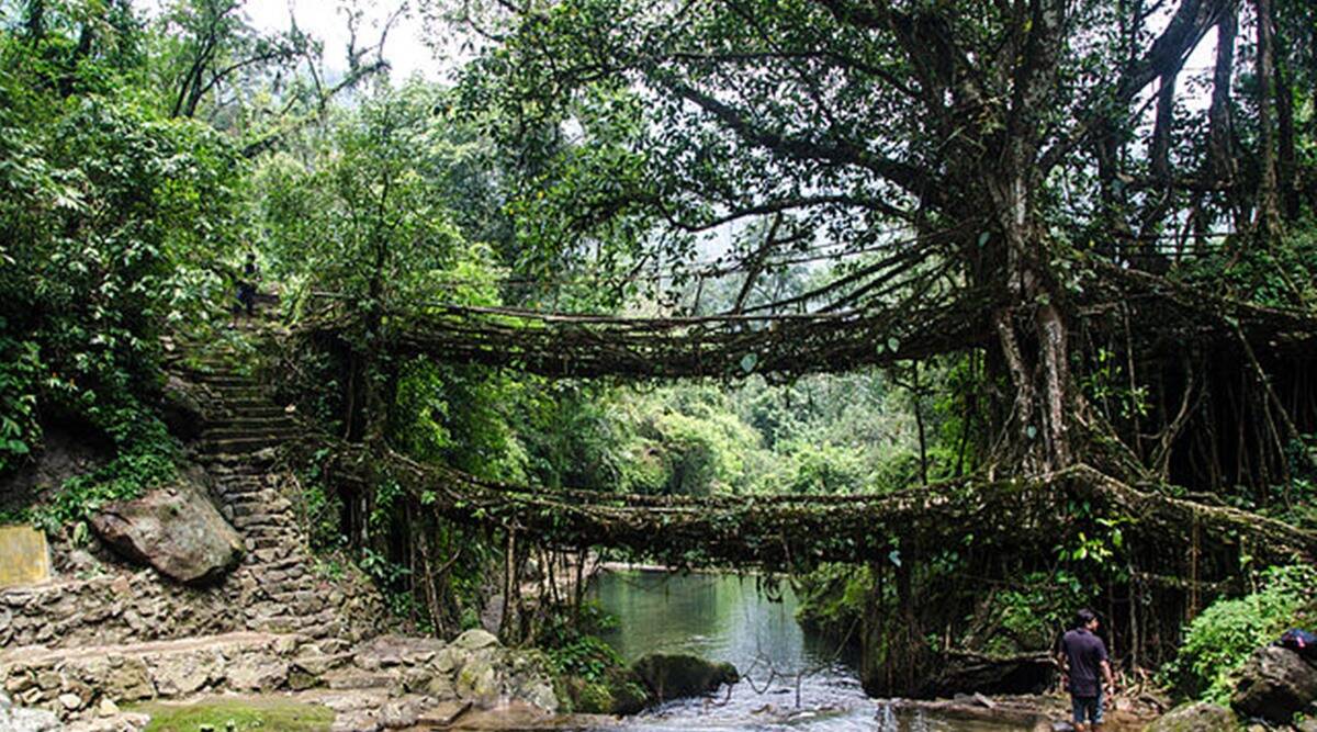 LIVING ROOT BRIDGES OF MEGHALAYA