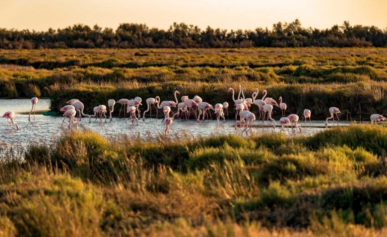 Camargue_France_Secret_World