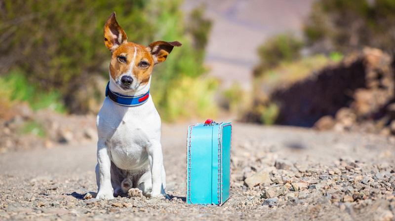 Top Dog-friendly Destinations in the US