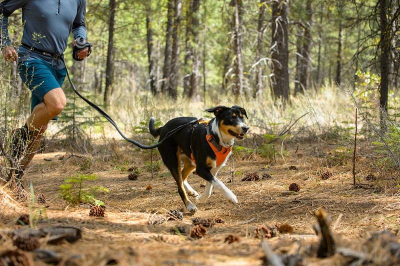 Top Dog-friendly Destinations in the US