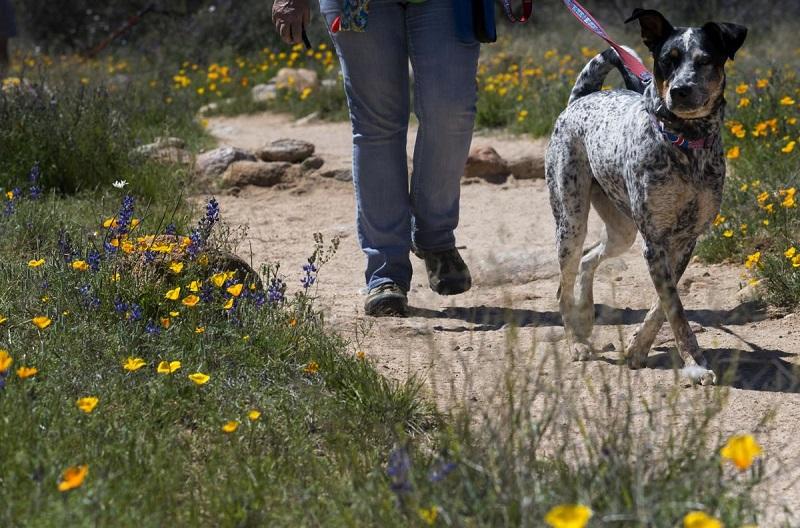 Top Dog-friendly Destinations in the US