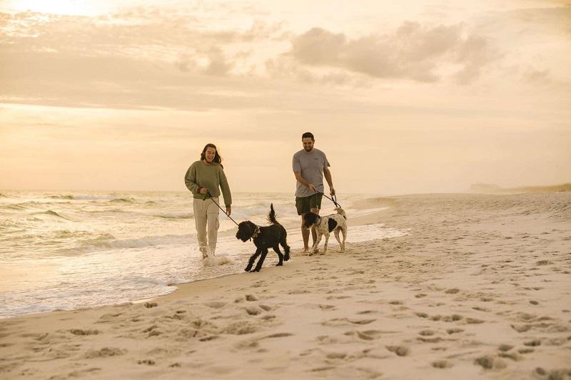 Top Dog-friendly Destinations in the US