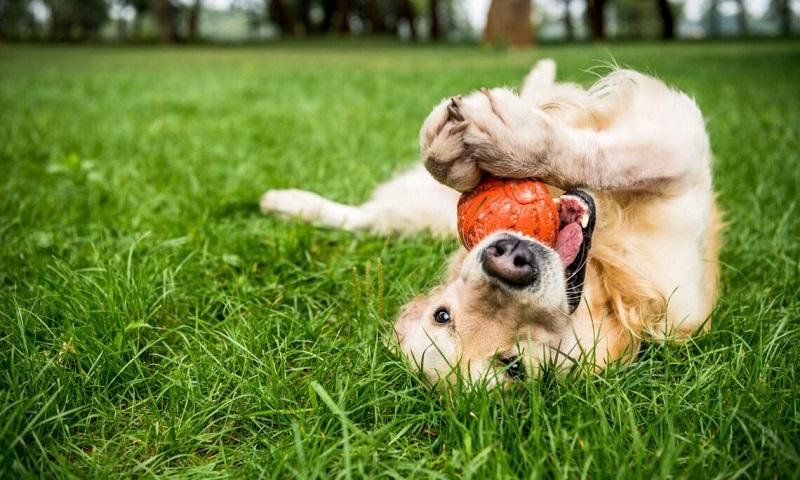 Top Dog-friendly Destinations in the US