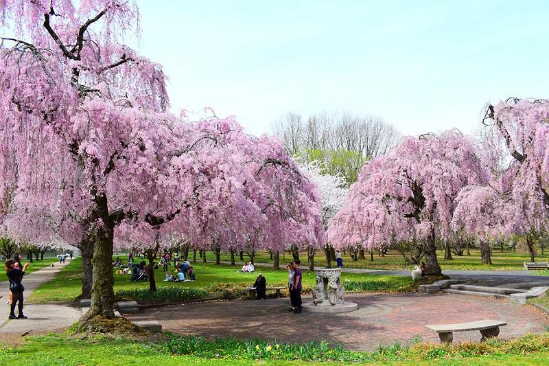 Top Places to Visit in the US in Spring