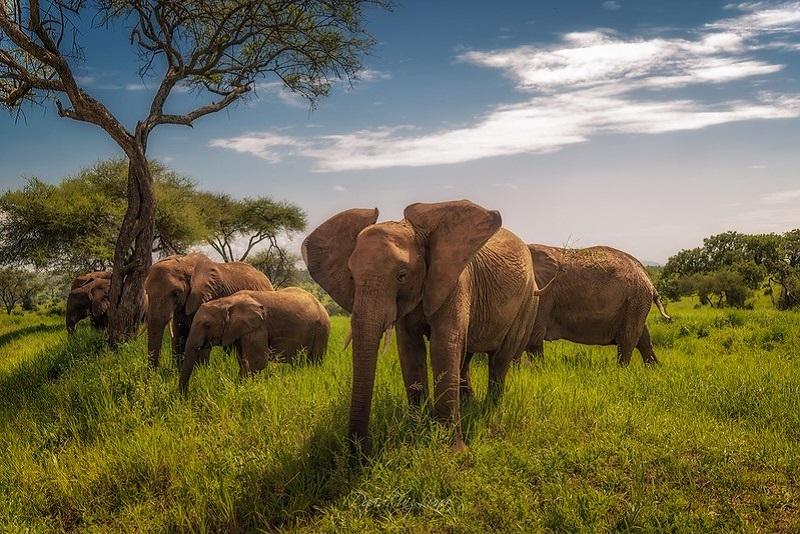 Safari Destinations In Tanzania