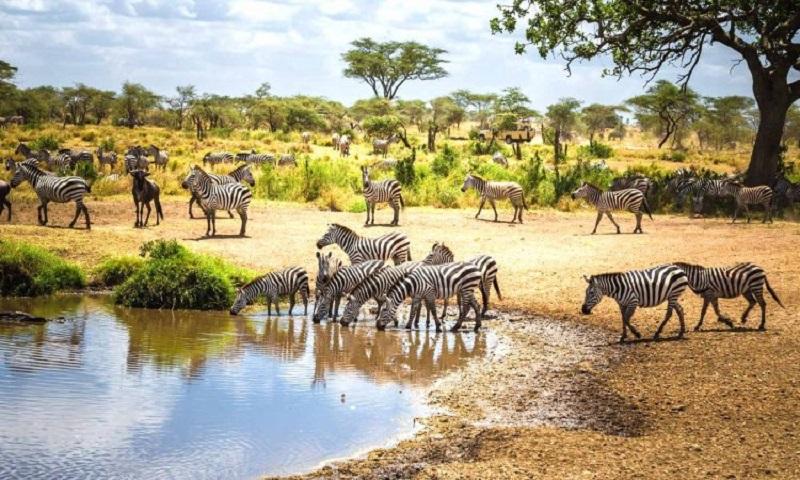 Safari Destinations In Tanzania