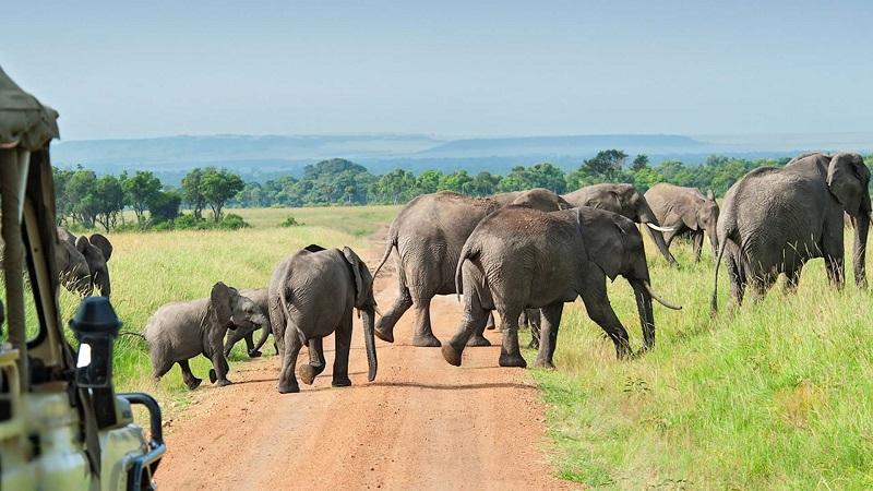 Safari Destinations In Tanzania