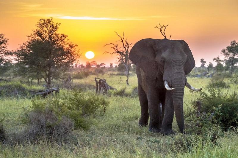 Safari Destinations In South Africa To Check Out This Year