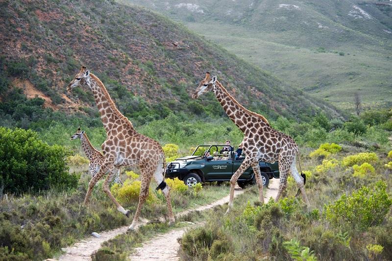 Safari Destinations In South Africa To Check Out This Year