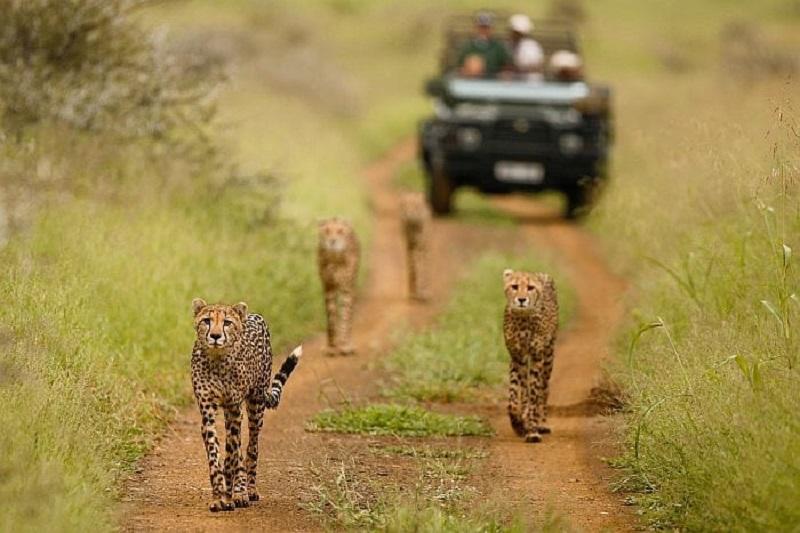 Safari Destinations In South Africa To Check Out This Year