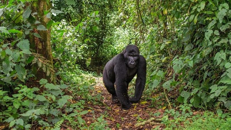 guide to gorilla trekking