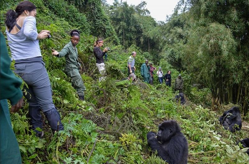 guide to gorilla trekking