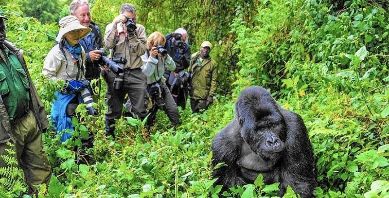 guide to gorilla trekking