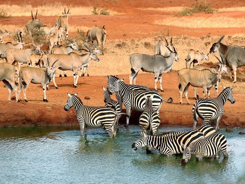 safari destinations in Kenya