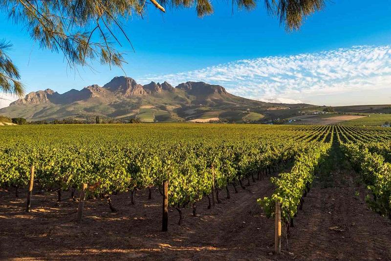 Wine Destinations in Africa