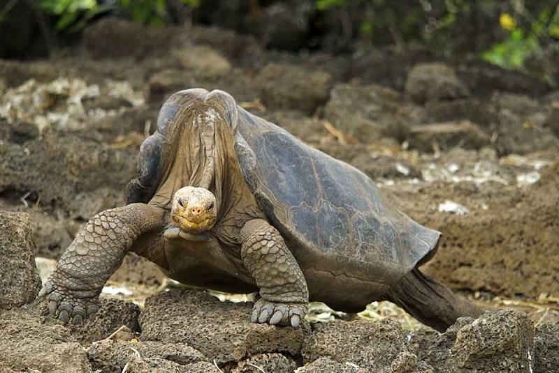 Complete guide to Galapagos Islands