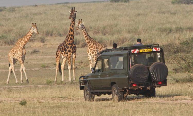 Guide to Kidepo Valley National Park