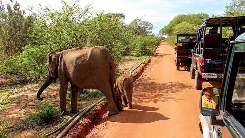 Best Safari Destinations Outside Africa