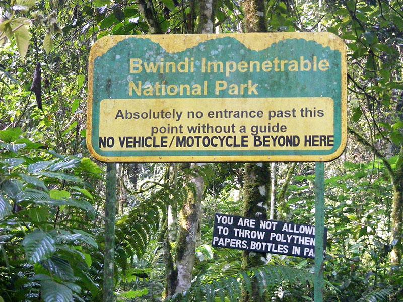 Guide to Bwindi Impenetrable National Park