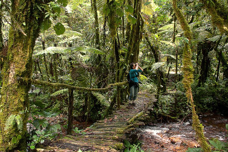 Guide to Bwindi Impenetrable National Park