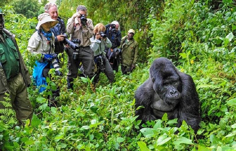 Guide to Bwindi Impenetrable National Park