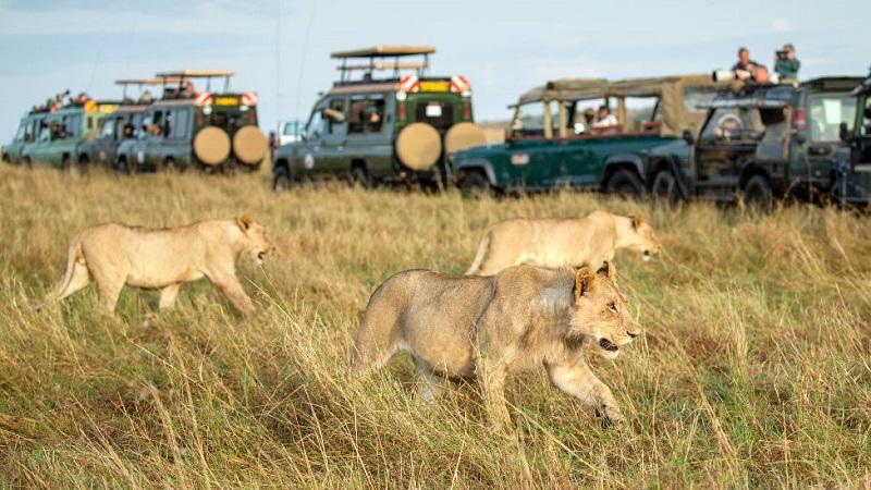 Guide to Masai Mara National Reserve