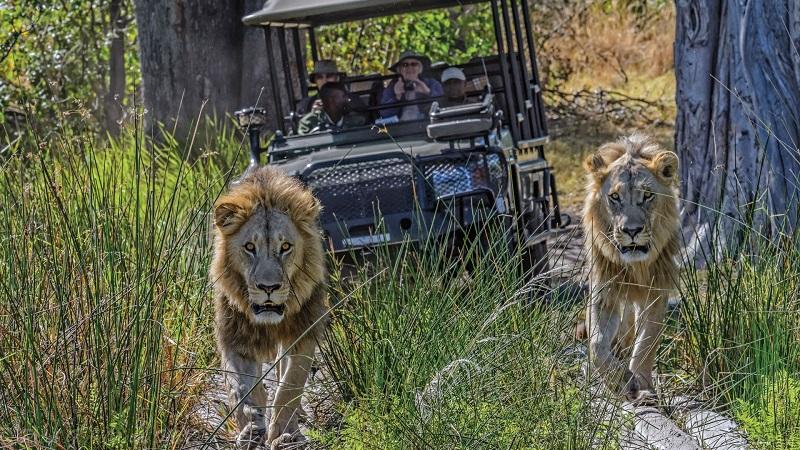 Guide to Okavango Delta