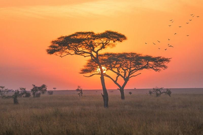 Guide to Serengeti National Park