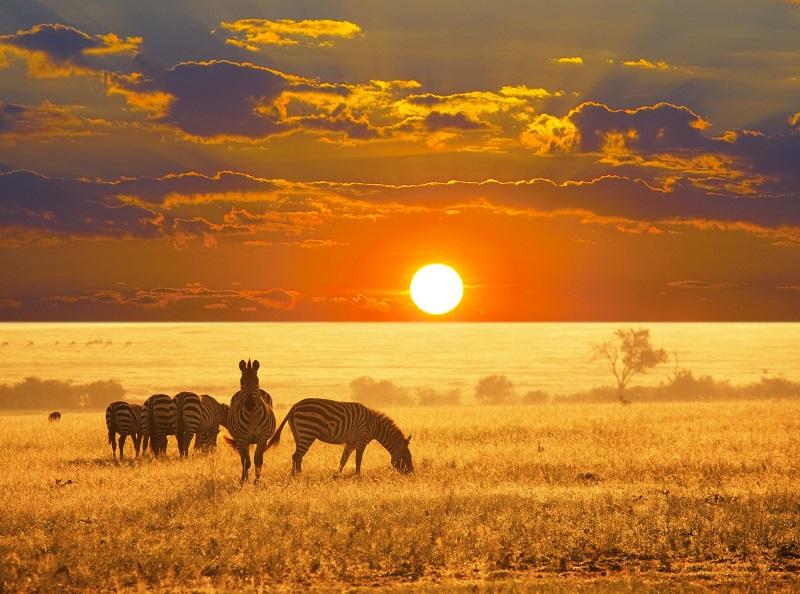 Guide to Etosha National Park