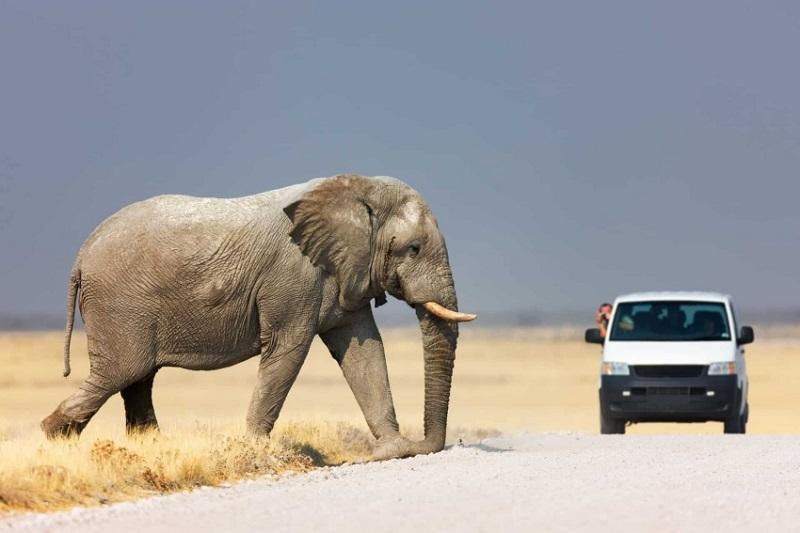 Guide to Etosha National Park