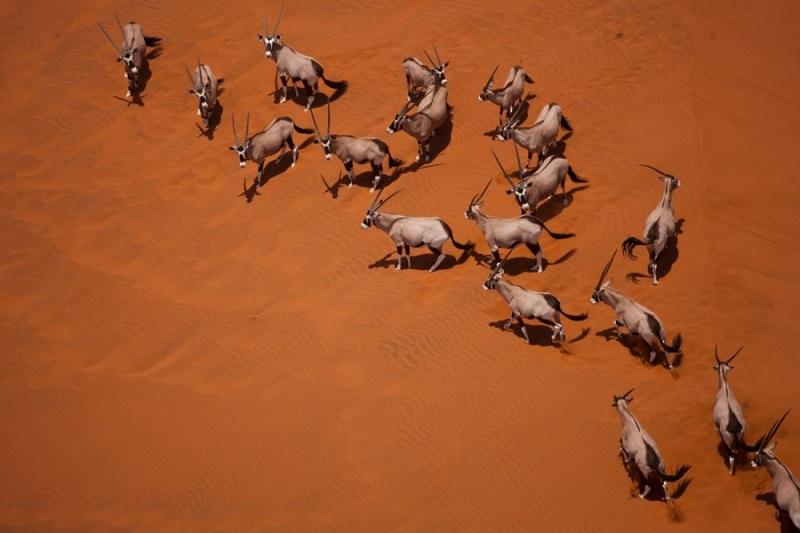 Guide to Namib Naukluft National Park