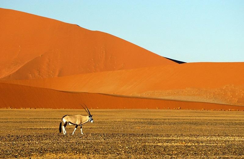 Guide to Namib Naukluft National Park