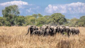 Guide to Kasungu National Park