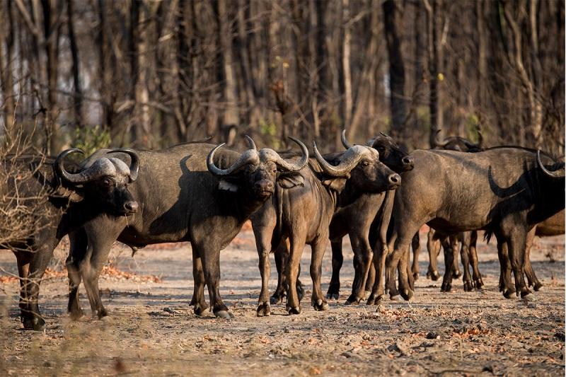 Guide to Kasungu National Park