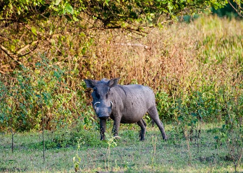 Guide to Mole National Park