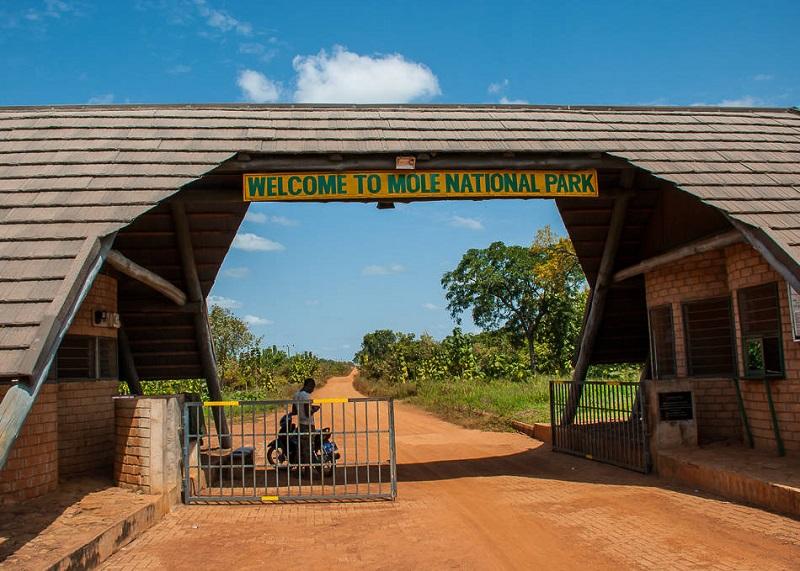 Guide to Mole National Park