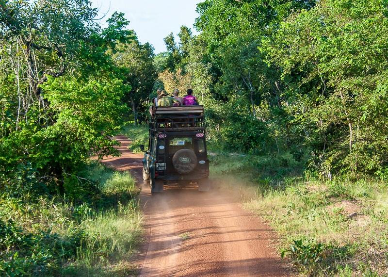 Guide to Mole National Park