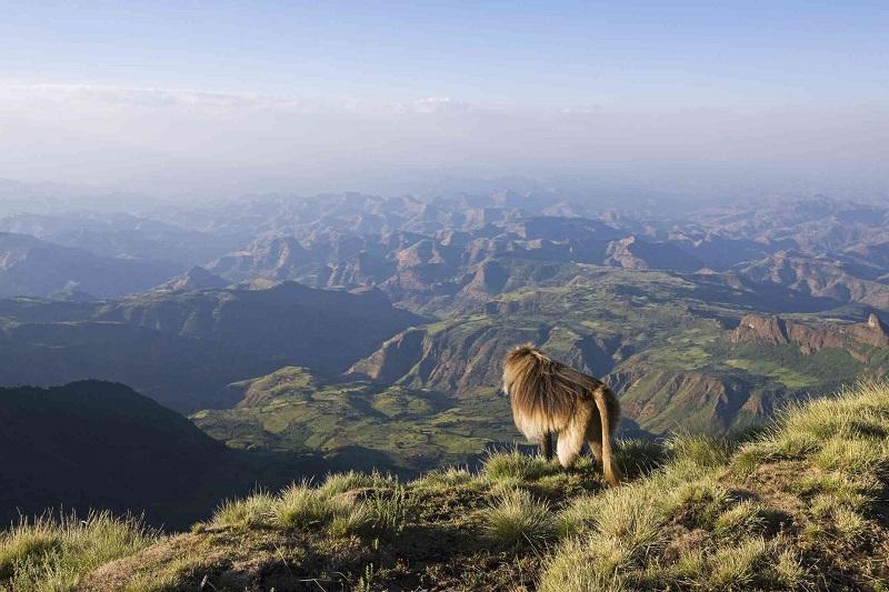 Guide to Simien National Park