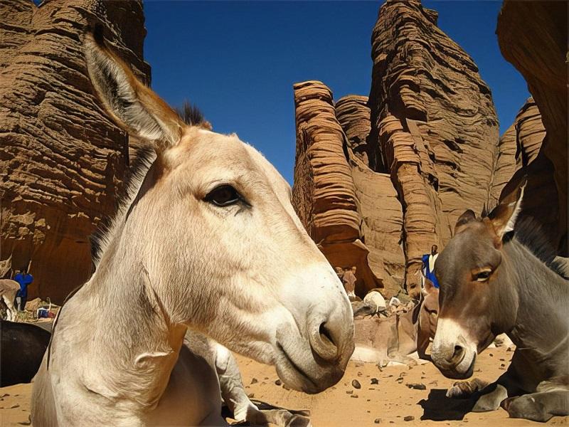 Guide to Tassili n'Ajjer National Park