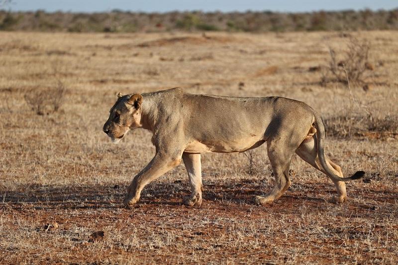 Guide to Tsavo West National Park