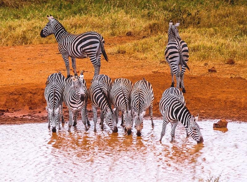 Guide to Tsavo West National Park