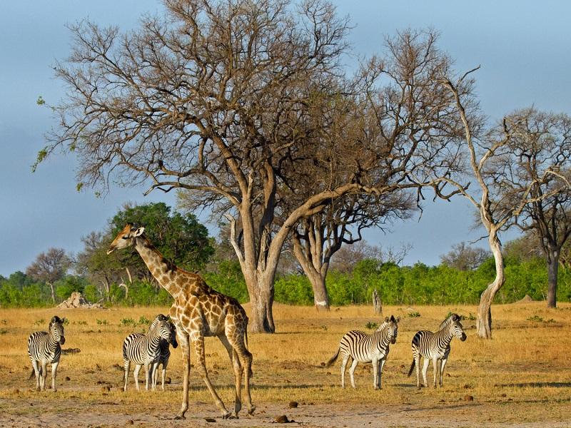 Guide to Hwange National Park