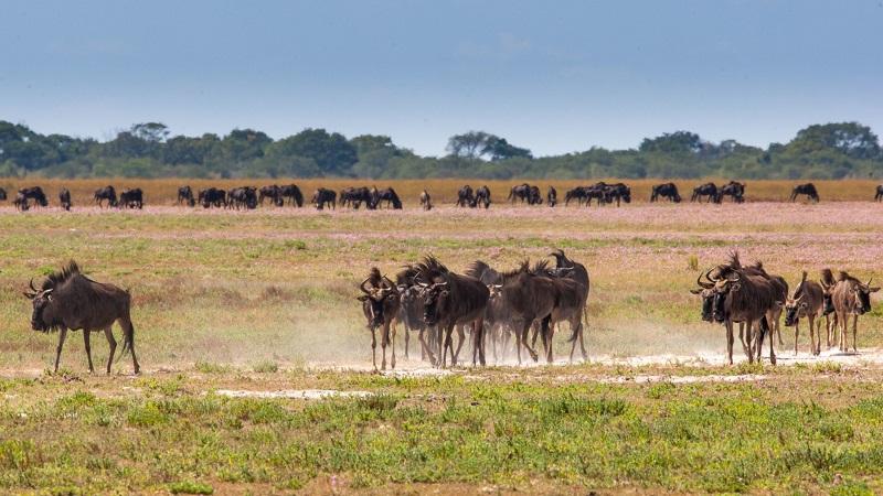 Guide to Liuwa Plain National Park