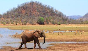 Guide to Matusadona National Park