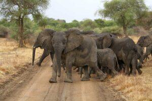 Guide to Zakouma National Park