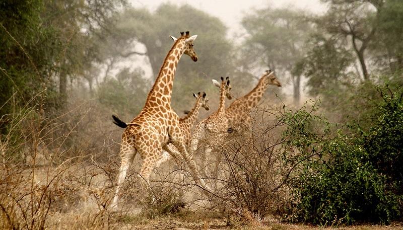 Guide to Zakouma National Park