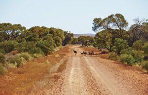 Best Safari Destinations in Australia