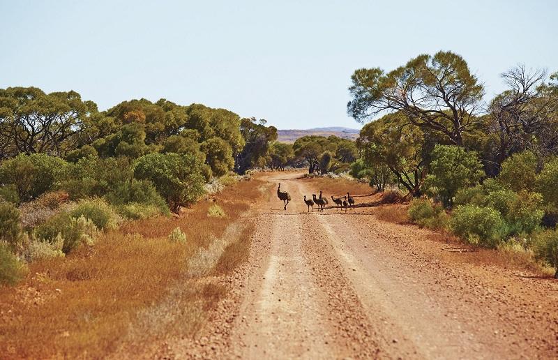 Best Safari Destinations in Australia