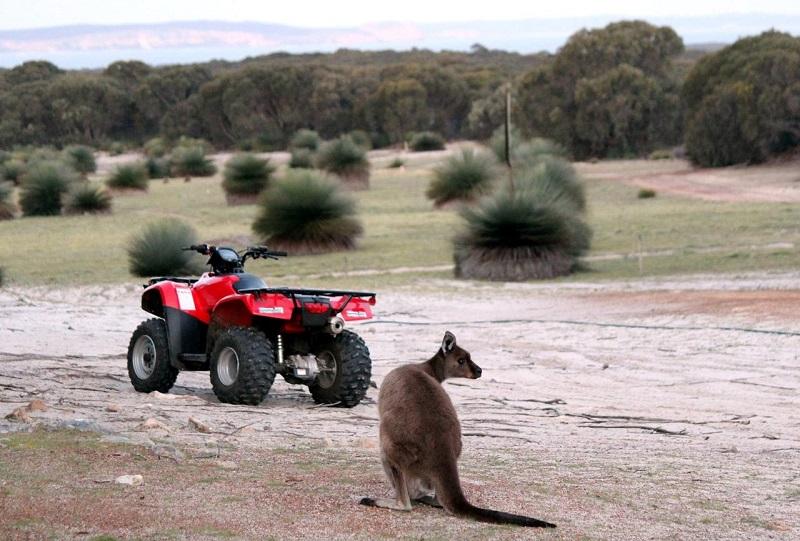 Best Safari Destinations in Australia