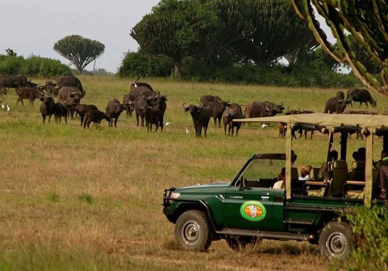 Guide to Queen Elizabeth National Park